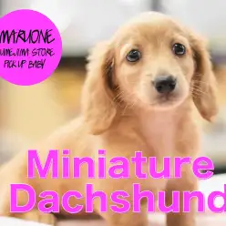 「ミニチュア・ダックスフント」とっても知的なクリームヘアダックスちゃんのオススメポイントをご紹介！：梅島店PICK UPベイビー！No.119083