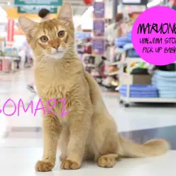 【ソマリ】姿はまるでキツネのよう！？梅島店随一のごろごろキャット！:梅島店pickupベイビー！No.119082