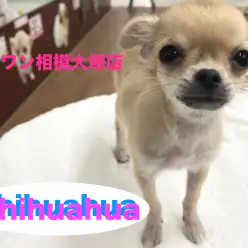 【チワワ（ロングコート）】ハイテンションガールのチャームポイント発見！：マルワン相模大塚店Pick UpベイビーNo.814391