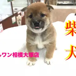 【柴犬】ムッチムチの健康ボディーの柴犬ちゃんはオシャレ女子！？：マルワン相模大塚店Pick UpベイビーNo.814404
