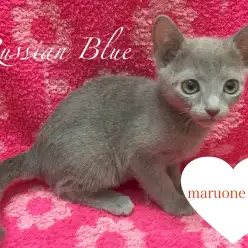 【ロシアンブルー】しなやか美ボディ！ロシブル姉さん♡：下丸子店ピックアップベイビー！No.116195