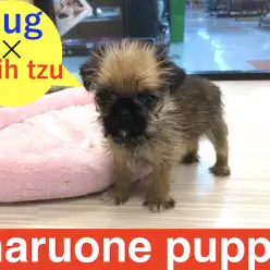 【MIX】ぶちゃ顔界の夢の共演!今宿店のマスコット犬・略してパズー!:今宿店オススメベイビー!No.120087