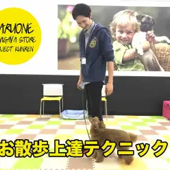 【わんこのしつけ】お散歩上達テクニック〜レベル1〜：鎌ヶ谷店PROJECT KUNREN Vol.9