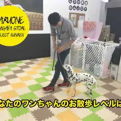 【わんこのしつけ】あなたのワンちゃんはお散歩レベルいくつ？？：鎌ヶ谷店 PROJECT KUNREN Vol.8