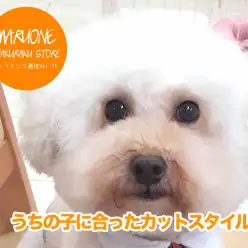 【トリミング・カット】うちの子に合ったカットスタイル★トイ・プードル編★：白楽店トリミング通信VOL.11