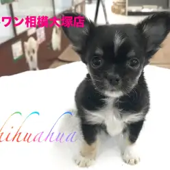 【チワワ（ロングコート）】クリスマスの申し子！？ポイントは胸の十字架！：マルワン相模大塚店Pick UpベイビーNo.814421