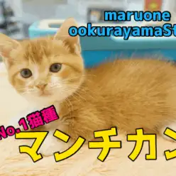 【マンチカン】短足！丸顔！甘えん坊！最高ポテンシャル満載のスーパーベイビー!：大倉山店PICKUPベイビーNo.6130633