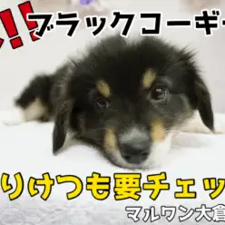 【ブラックコーギー】超レアなブラックコーギー!!フラッフィーの可能性も！珍しい所がいっぱいなスペシャルオンリーワンコ♥ぷりけつは必見の可愛さ!!大倉山店PICKUPベイビーNo.6130638