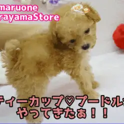 【ティーカップサイズトイプードル】2017年最大のチャンス!パパ1.5kgのプレミアムベイビー!ティーカッププードルちゃんのご紹介!!：大倉山店PICKUPベイビーNo.6130630