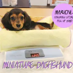 【ミニチュアダックス】なんじゃこりゃ！！ブラックタンなはずなのにブラックタンじゃない！？：白楽店PICK UPベイビー！No.11519