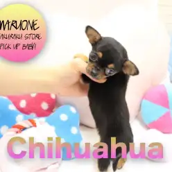 【チワワ（スムースコート）】この犬種なーんだ？愛くるしいスムチーちゃんがやってきた！：白楽店PICK UPベイビー！No.11523