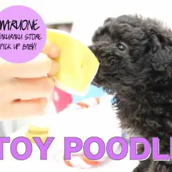 【トイ・プードル】大人気犬種プードルの中でも珍色のシルバーちゃん‼チャームポイントの『メダル』にも注目！！！:白楽店pickupベイビーNo.11524