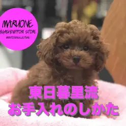 【わんこのお手入れ方法】東日暮里店流！トイ・プードルの日常のお手入れ〜前編〜