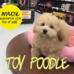 【トイ・プードル】サンタファッションがよく似合う！丸顔トイプーアプリ登場！：東日暮里店PICK UPベイビー！No.014190