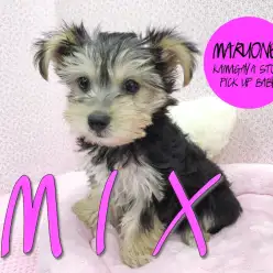 【マルキー】マルチーズ×ヨーキーのハイブリット天使がやってきた!:鎌ヶ谷店PICK UPベイビー!No.117128