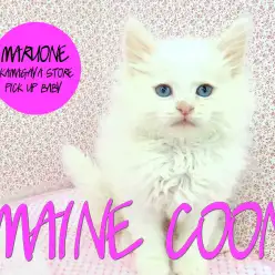 【メインクーン】道産子の白いプリンスが華麗?にやってきた!:鎌ヶ谷店PICK UPベイビー!No.117130