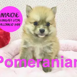 【ポメラニアン】くりくりオメメが魅力的！とびきりのベイビーフェイス降臨！：鎌ヶ谷店オススメベイビー！No.117126