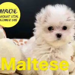 【マルチーズ】パパはJKCチャンピオン、ハイグレードな美白美人の登場！：港北NT店オススメベイビー！：No.311746