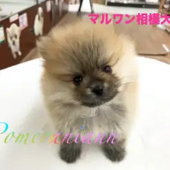 【ポメラニアン】2017年フワフワ界のアイドルはタヌキポメくんで決まり！：マルワン相模大塚店Pick UpベイビーNo.814420