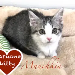 【マンチカン】短足キュートな丸顔くん、マンチカン！：鶴見店オススメベイビー！No.713513