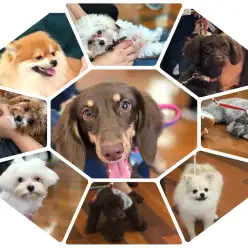 【しつけ教室第3回目開催】マルワン×アニコム合同イベント！港北NT店開催レポート！