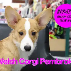 【コーギー】特技はヒール脚側歩行!おっとり垂れ目で優しいお顔のコーギーくん!:梅島店PICK UPベイビー!No.119073