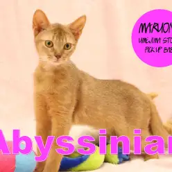 【アビシニアン】ワイルドフェイスからは想像つかない程の甘えたガール！：梅島店PICK UPベイビー！No. 119075