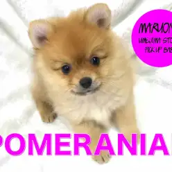 【ポメラニアン】争奪戦必至！洗練されたセクシーオレンジ降臨！：梅島店PICKUPベイビー！No.119086