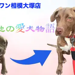 【愛犬物語】相模大塚店スタッフの愛犬物語を公開！〜菊池&アリシア編〜