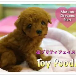 【トイ・プードル】可愛さ最高クラスのSUPERプードル♡：ペッツワン城山店PICKUPベイビー！NO.118195