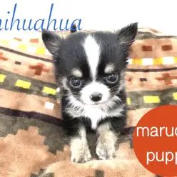 【極小チワワ】小さいだけじゃない！チワワマニアが息を飲む愛らしさは必見です！！本羽田店ピックアップベイビーNo.512485