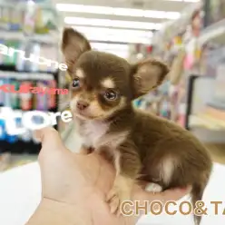 【小さめチワワ】大御所中の大御所！大倉山店のスーパークローザー現る！ゆく年くる犬シリーズFINAL！：大倉山店No.6130657