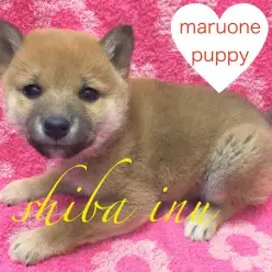 【柴犬】癖になる手触り？！もっちり被毛の赤柴ちゃん！：下丸子店オススメベイビーNo.116201