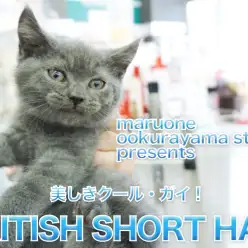 【ブリティッシュショートヘア】見た目はクールガイ！中身は猛烈甘えん坊のどっちやねん男爵！ゆく年くる犬シリーズ第二弾！今回はネコ編：大倉山店No.6130656