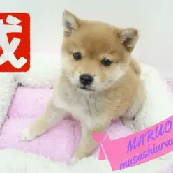 【柴犬】戌年はやっぱりこのわんこ！！：武蔵浦和店PickupベイビーNo.412654