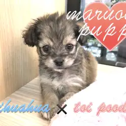 【MIX】何かに似てる？！オンリーワンコなMIXちゃん！：今宿店オススメベイビーNo120091