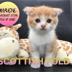 【スコティッシュ・フォールド】甘えん坊代表ニャンコ！その姿は永遠の子猫♪：港北NT店PICKUPベイビー！No.311744