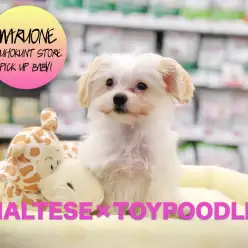 【MIX犬マルプー】ワンコ界の2大アイドル、トイ・プードルとマルチーズのハイブリッド：港北NT店PICKUPベイビー！No.311733