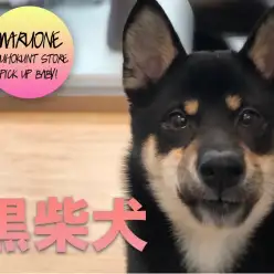 【黒柴犬】8ヶ月の女の子はとっても乙女ちゃん♡：港北NT店PICKUPベイビー！No.311712