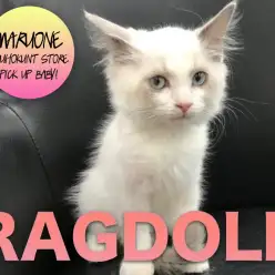 【ラグドール】ふわっふわのシルクのような被毛に天使のお顔！美人すぎるネコちゃん！：港北NT店PICKUPベイビー！NO.311749