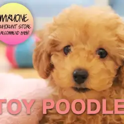 【トイ・プードル】 2018年幸せを運ぶミラクルガール登場！！：港北NT店オススメベイビー！No.311750