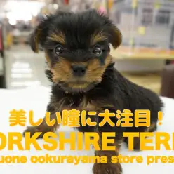 【ヨークシャー・テリア】奇跡の可愛さに失神寸前！大倉山店ゆく年くる犬シリーズ第一弾！驚愕の美ヨーキー参上！：大倉山店No.6130655