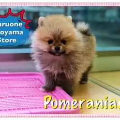 【ポメラニアン】注目度NO.1の超タヌキポメ！！城山店と言ったらやっぱりこの犬種：ペッツワン城山店オススメベイビー！NO.118201