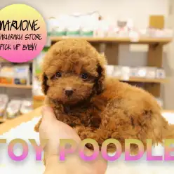 【トイ・プードル】戌年を迎えてからじゃもう遅い！至高のワンコ現る！：白楽店オススメベイビー！No.11522