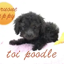 【トイ・プードル】シルバーへの変化が待ちきれない！カットの夢が膨らむエレガントガール！本羽田店Pickupベイビー：No.512488