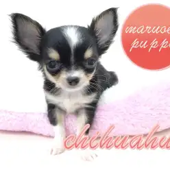 【チワワ】うるうるeyeであなたを悩殺？！マイクロサイズの看板娘！：本羽田店Pick upベイビー：No.512489