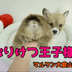 【ウェルシュ・コーギー・ペンブローク】ぷりぷりお尻とワイルドフェイスのギャップ萌え♥男前コーギーさんのご紹介☆：大倉山店PICKUPベイビーNo.6130646