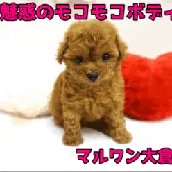 【トイ・プードル】魅惑のモコモコボディで冬は一緒に温まろう♥人気キーワードの「小さめ・マズル短め」のトイ・プードルちゃん♥：大倉山店PICKUPベイビーNo.6130648