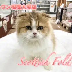 【スコティッシュ・フォールド】2017年もあとわずか！癒しが欲しい方必見！モッフモフニャンコ♪：相模大塚店Pick UpベイビーNo.814423
