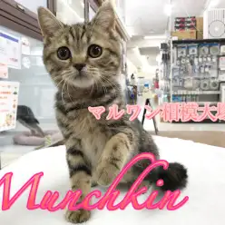 【マンチカン】遊んで・甘えて・抱っこして♥甘えん坊CATとはアタシの事♪：相模大塚店Pick UpベイビーNo.814417